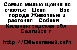 Самые милые щенки на счастье › Цена ­ 1 - Все города Животные и растения » Собаки   . Калининградская обл.,Балтийск г.